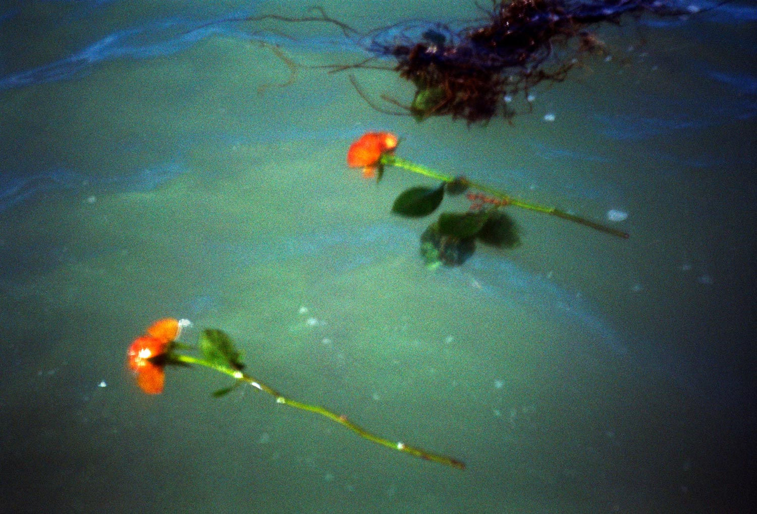 Underwater sea abstract, two roses found at sea.