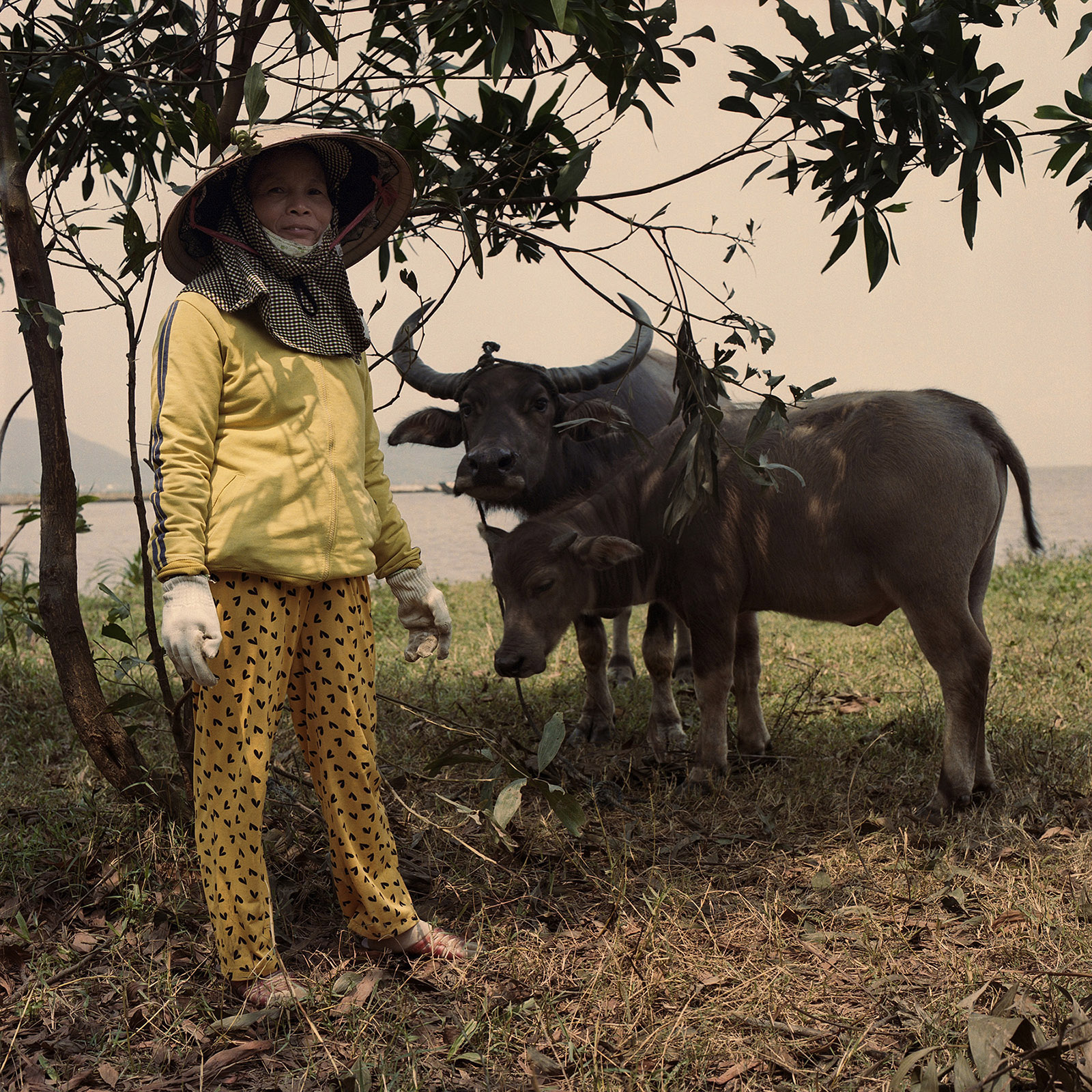 balienese woman herding water Buffalo in Lăng Cô Da Nang, Vietnam.