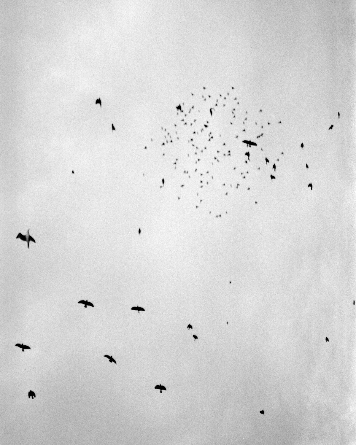 birds in flight black and white photo