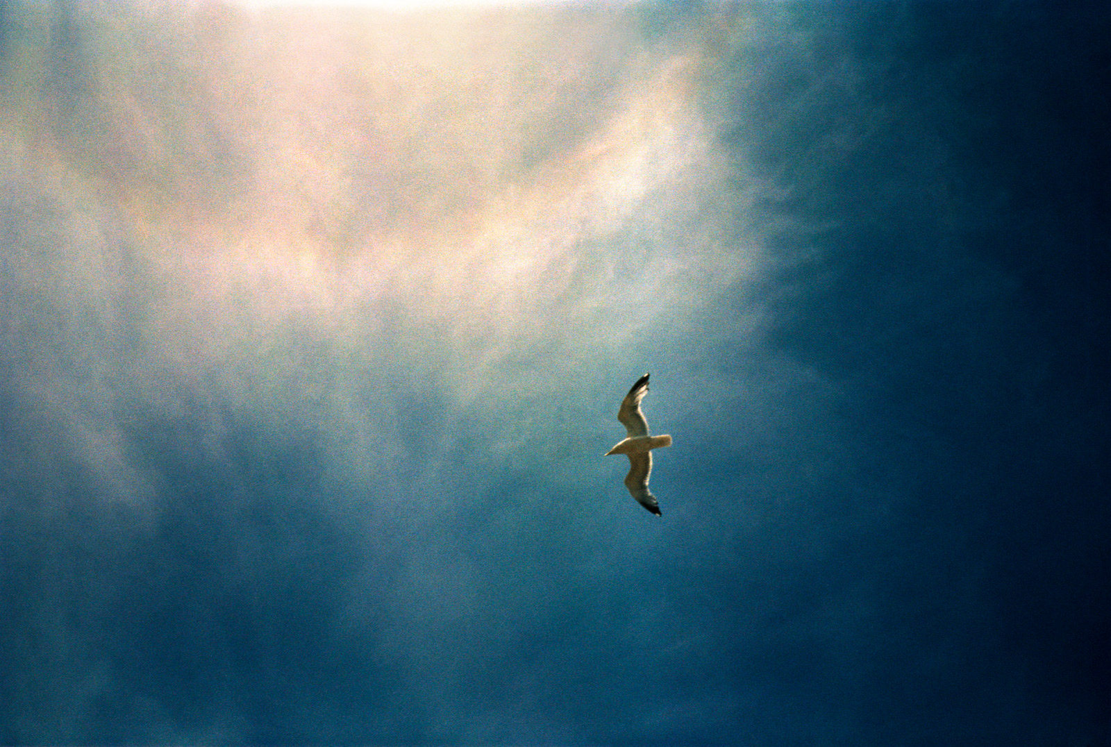 Seagull flying near to the sun, analogue photography.