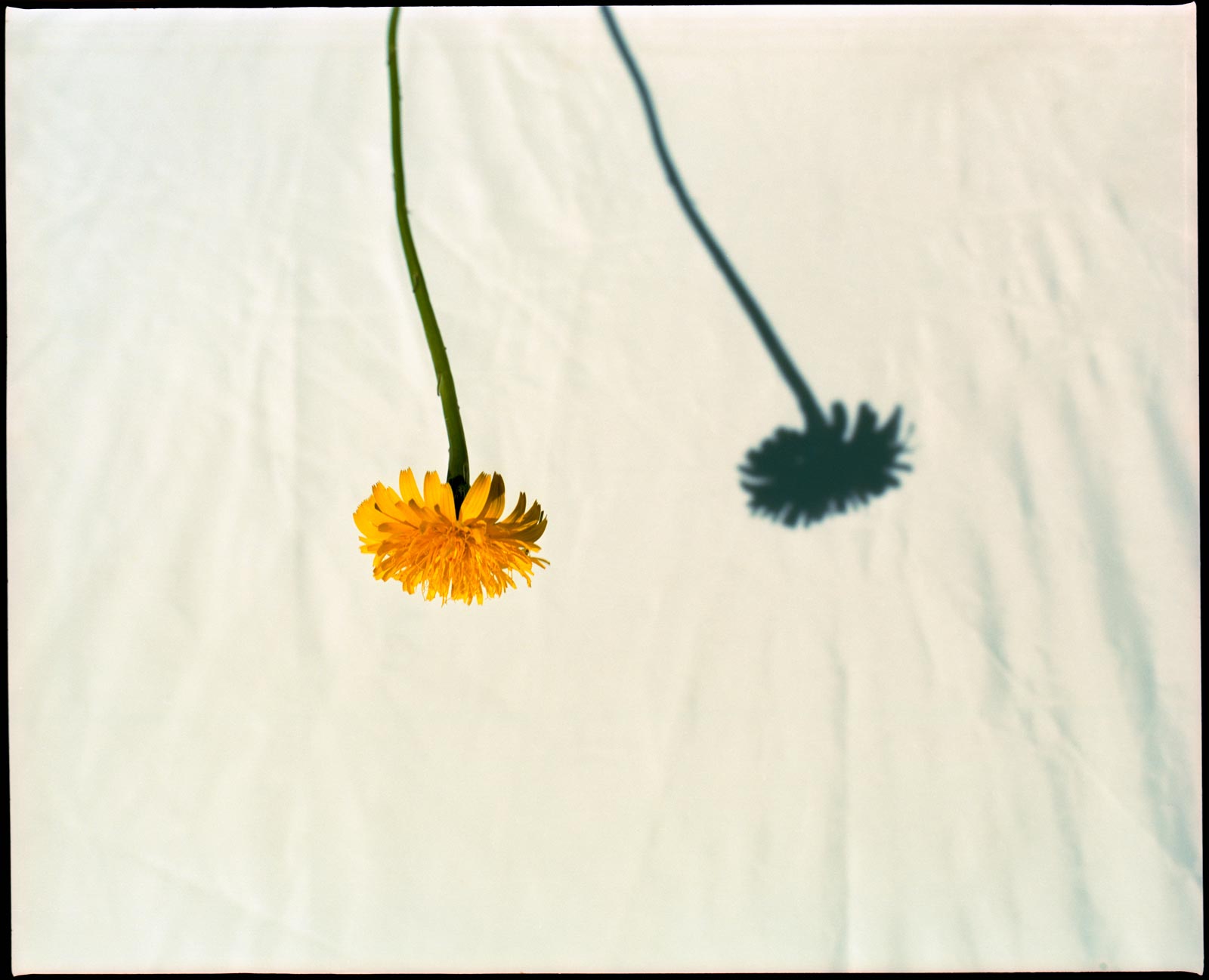 Artistic flower and shadow photo of a gerbera daisy, analogue photography.