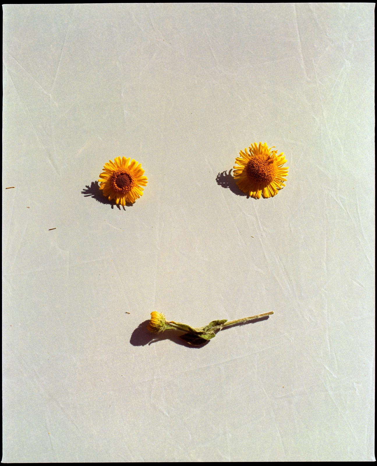 Smiley face, artistic flower photo of a gerbera daisy, analogue photography.