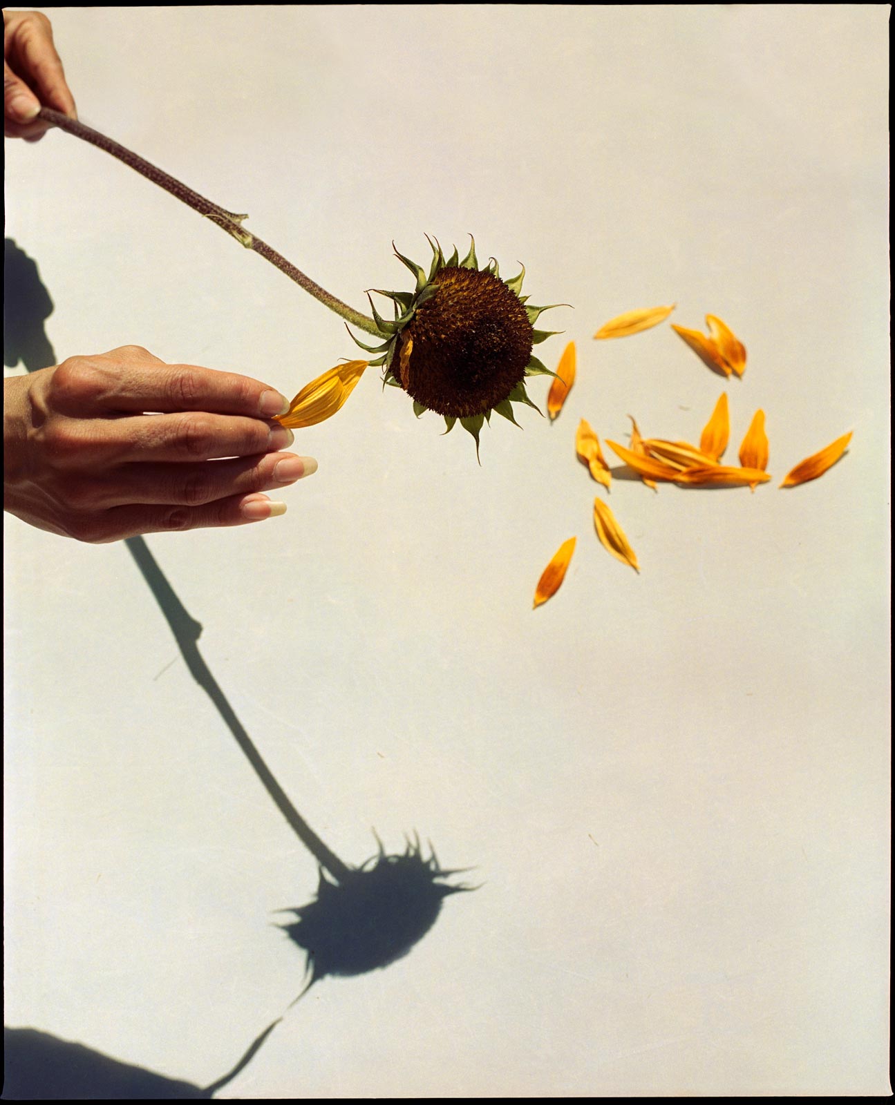 Sunflower petals being pulled off, artistic observation, analogue photography.